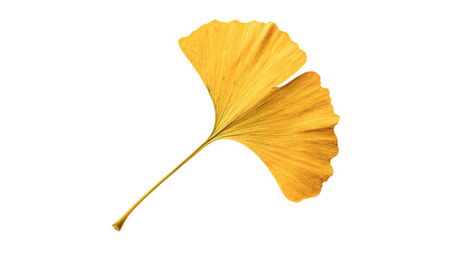Dry yellow autumn ginkgo biloba leaf isolated on transparent background for traditional medical herbal supplement designs.