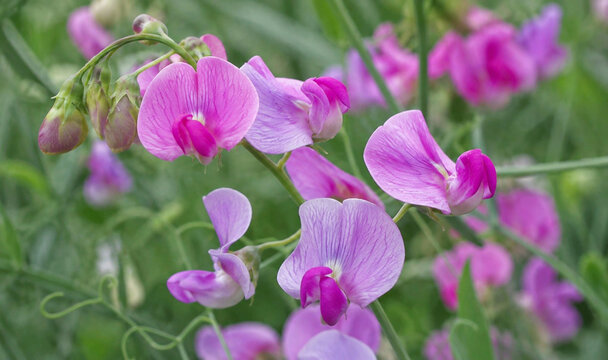 Zarte rosa und violette Duftwickenbl&uuml;ten in Nahaufnahme