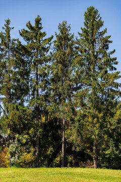 Tall green spruce trees standing in row on lawn against blue sky. Group of large evergreen Norway spruce trees in sunny park with green grass field in foreground and clear sky backdrop