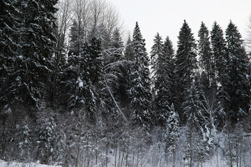 Naklejka premium Winter snowy frosty landscape. The forest is covered with snow. Frost and fog in the park.