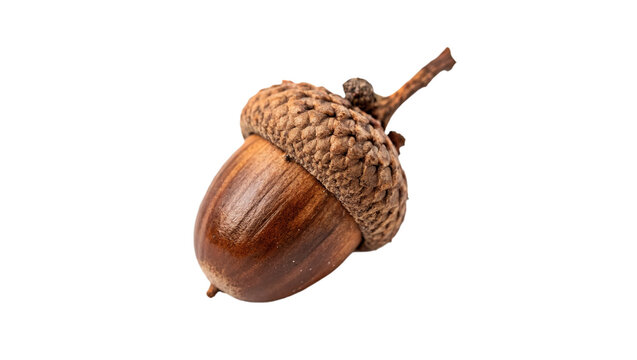 Single dry brown autumn oak acorn with cap isolated on transparent background for forest wildlife thanksgiving designs.