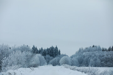 Naklejka premium Winter snowy frosty landscape. The forest is covered with snow. Frost and fog in the park.