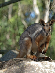 Yellow-Footed Rock-Wallaby Standing on Granite Boulders in the Australian Bush © blueringmedia