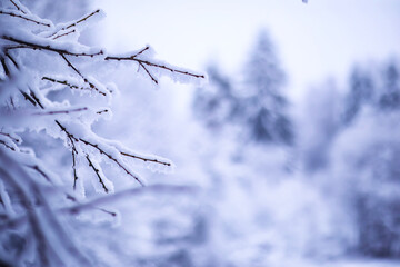 Naklejka premium The forest is covered with snow. Frost and snowfall in the park. Winter snowy frosty landscape.
