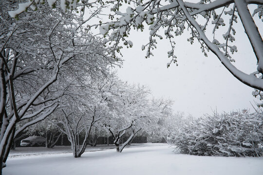 Snow-Covered Trees Creating a Serene Winter Wonderland Landscape