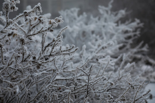 White snow on a bare tree branches on a frosty winter day, close up. Natural background. Selective botanical background.