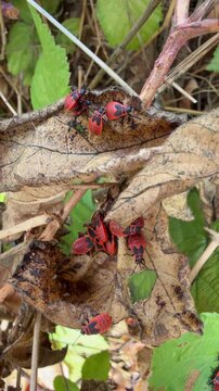 Firebugs, Pyrrhocoris apterus, at various stages on plants growing in the wild.