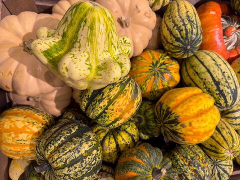 Colorful Pumpkins at a Market &ndash; Autumn Harvest Display and Seasonal Decoration