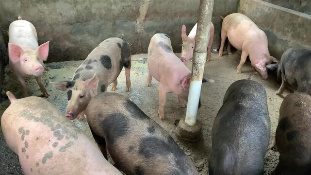 pigs in a farm
