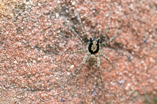 Wild wolf spider moves across a weathered natural surface while the softly blurred surroundings emphasize its distinctive appearance.