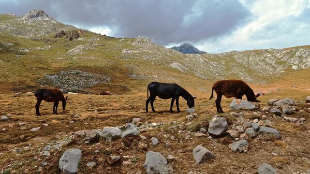 Picturesque landscape with donkeys grazing on high alpine pastures in Picos de Europa, Spain. High quality 4k footage