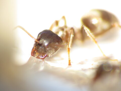 Scout ants feeding and eating anti-ant, ant killer,  ant gel, ant liquid