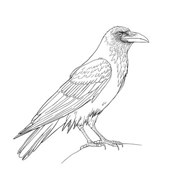 vector illustration of a crow
