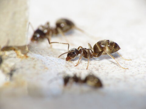 Scout ants feeding and eating anti-ant, ant killer,  ant gel, ant liquid