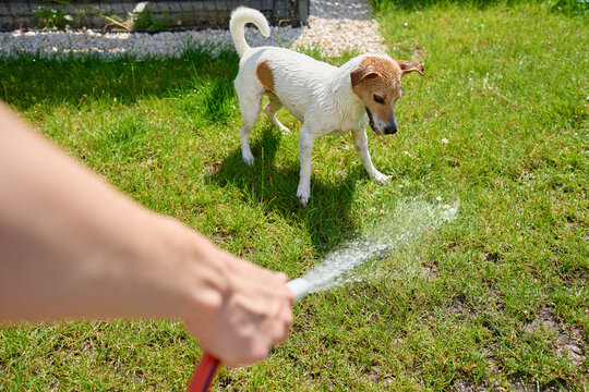 Wet Jack Russell terrier dog playing with water from garden hose