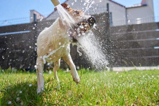 Jack Russell Terrier dog shaking off water from garden hose