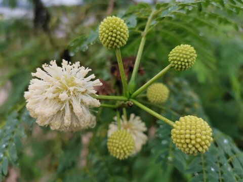 Leucaena Ieucocephala bud and flower on tree blur background