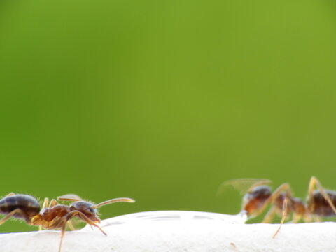 Scout ants feeding and eating anti-ant, ant killer,  ant gel, ant liquid