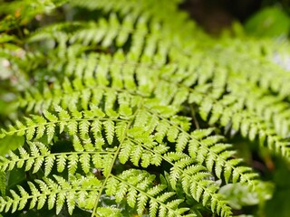 Bright Green Vibrant Fern Leaves Pattern Close Up in Sunlight © Islam