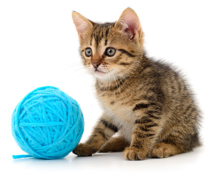 Playful Tabby Kitten Sitting Next to Blue Yarn Ball Isolated on White Background
