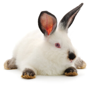 White Rabbit with Black Ears Lying Isolated on White Background