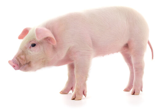 Small Pink Pig Standing Isolated on White Background