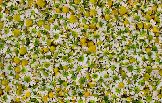 Fresh Chamomile Flowers Background Pattern