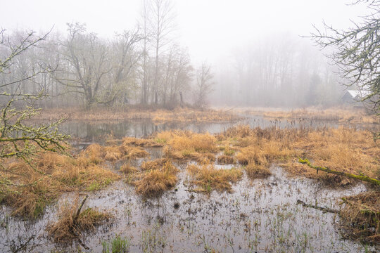 Misty Marshland