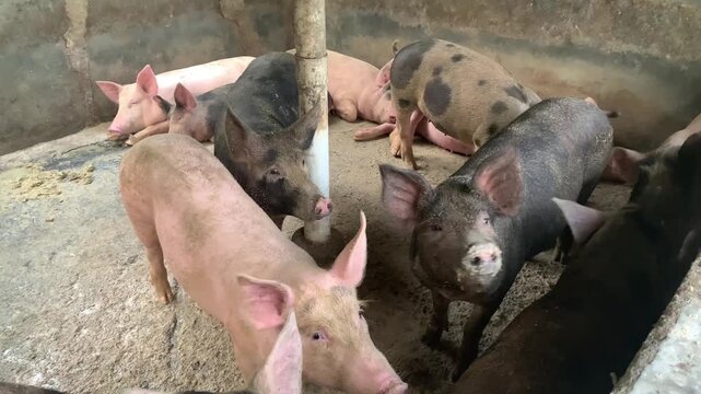 pigs in a farm