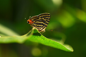 butterfly on leaf © Manz Russali