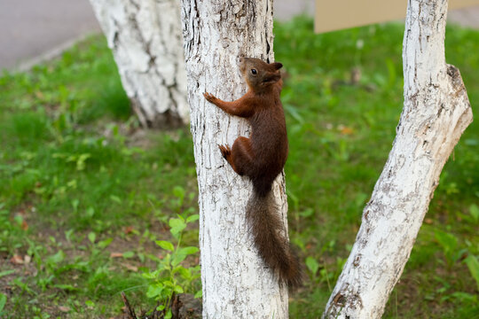 A red squirrel with a bushy tail climbs the trunk of a whitewashed tree, view from behind