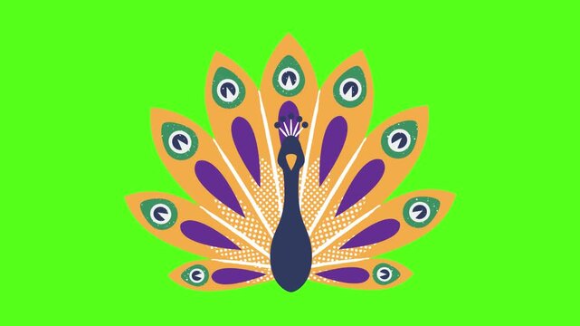 Three stylized peacock illustrations with expanding tail feathers isolated on a vibrant green background screen with illustrations shown horizontal expanding contracting against video displays three