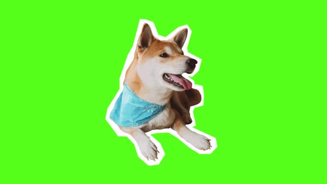 Three shiba inu dogs wearing blue bandanas resting on a vibrant green screen background with featuring cutout style effect white outline around each animal subject resting against bright collection
