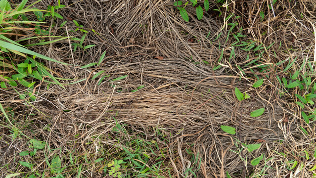 A dry and withered grass ground surface covered with dead brown blades and scattered green shoots. For background and textured of weeds in the field.