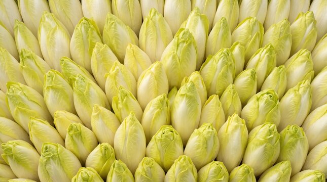Fresh white endive heads in a dense overhead pattern perfect for culinary websites, restaurant menus, and healthy lifestyle blogs