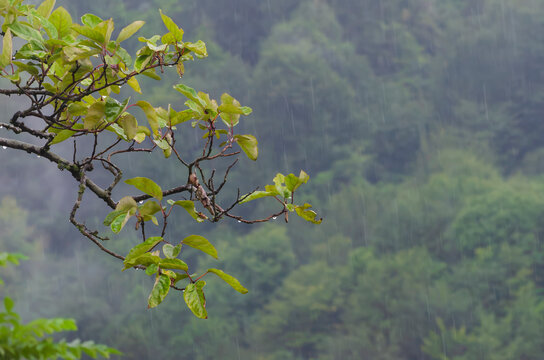 Fresh tree branch against misty forest background