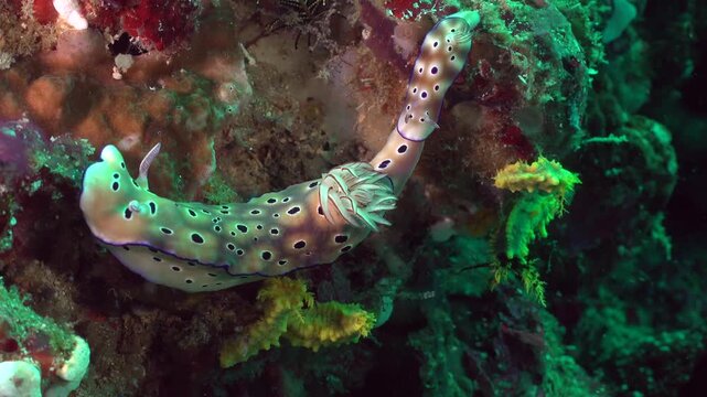 Nudibranch sea slug moving slowly on coral reef in clear tropical water during scuba dive.