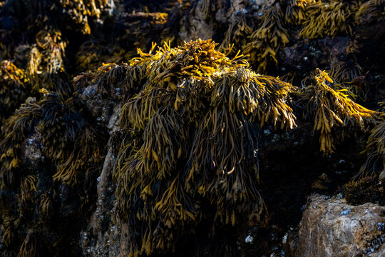 Close up view of golden brown kelp and algae growing on wet coastal rock surfaces