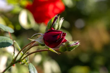 Rote Rose © Isnurnfoto.