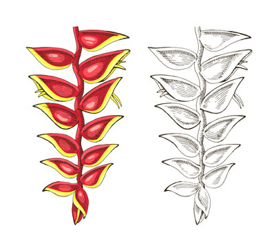Heliconia flowers hand drawn vector illustration.