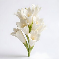 Obraz premium Delicate White Tuberose Polianthes Tuberosa Flowers Branch Isolated on White Background