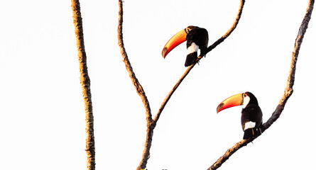 toucans in a tree © Agatha Carr