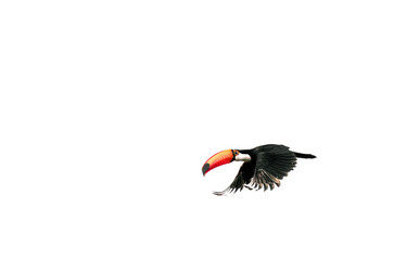 toucan in flight © Agatha Carr