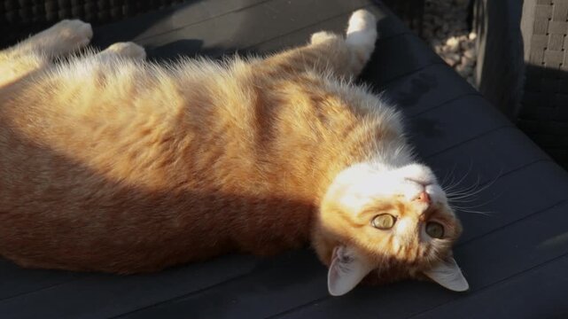 Chat roux allong&eacute; au soleil