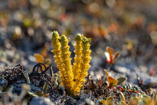 Fir clubmoss Huperzia selago subsp. appressa plant in Chukotka