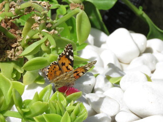 Painted Lady Butterfly (Vanessa Cardui) pollinating baby sun rose plant flower (Mesembryanthemum cordifolium) © TPS