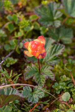 Ripe orange cloudberry (Rubus chamaemorus) growing in subarctic tundra, Chukotka