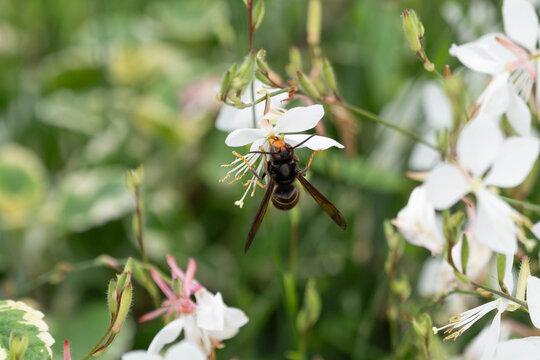 Vespa velutina - Invasive Asian Hornet Feeding on White Gaura Flowers