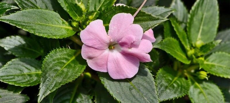 A delicate pink impatiens flower in full bloom, surrounded by glossy serrated green leaves.The soft petals radiate from a darker center, highlighting the plant&rsquo;s ornamental beauty and natural symmetry
