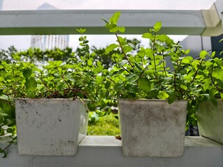 a healthy pot of mint growing in a white plastic container on a balcony. © Johari